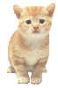 cat48576.gif
